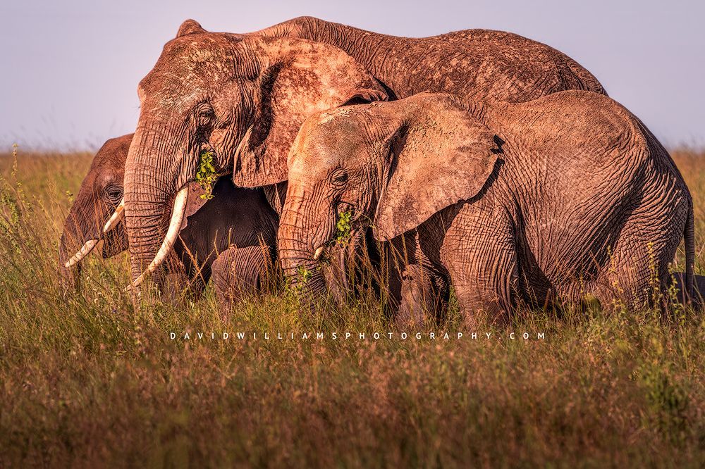 Elephant GP NZ92997