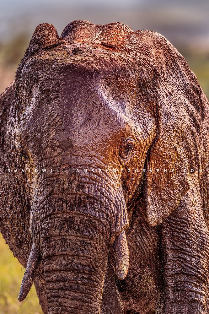 Elephant S 0Z87504