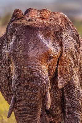 Elephant S 0Z87504