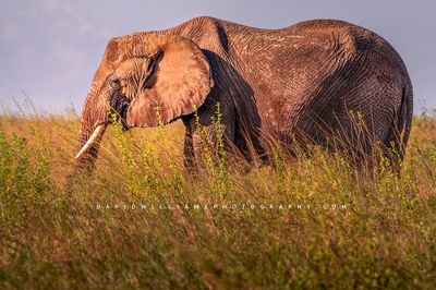 Elephant S NZ93015