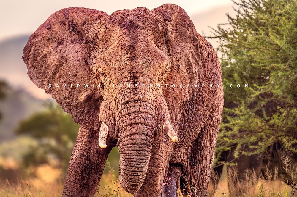 Elephant S 0Z87494