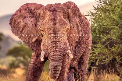 Elephant S 0Z87494