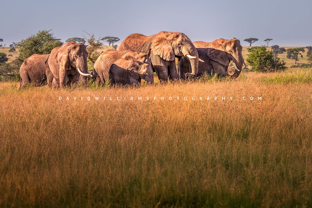 Elephant GP NZ93119