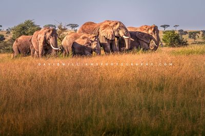 Elephant GP NZ93119
