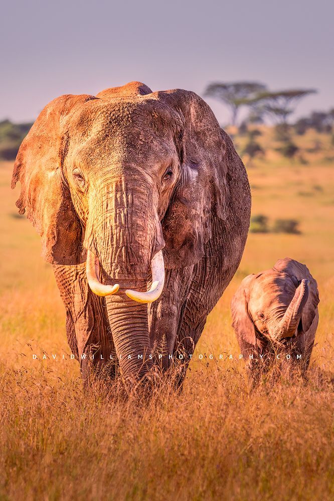 Elephant GP NZ93176