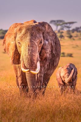 Elephant GP NZ93176