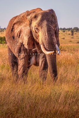 Elephant S NZ93265