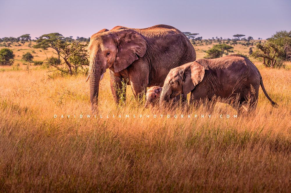 Elephant GP NZ93354