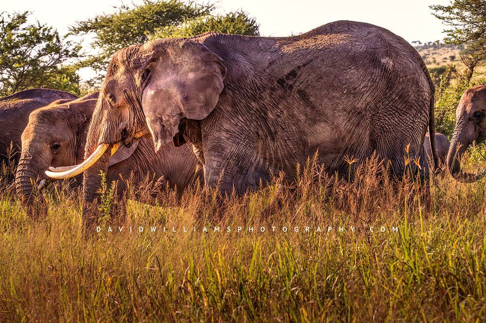Elephant GP NZ93298