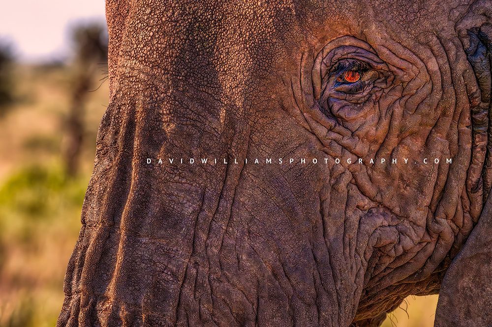 Elephant S NZ93411