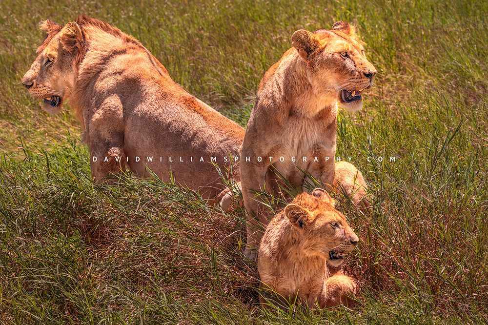 Lion GP NZ93631
