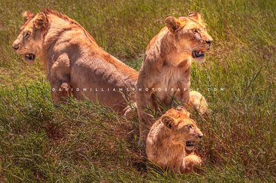 Lion GP NZ93631