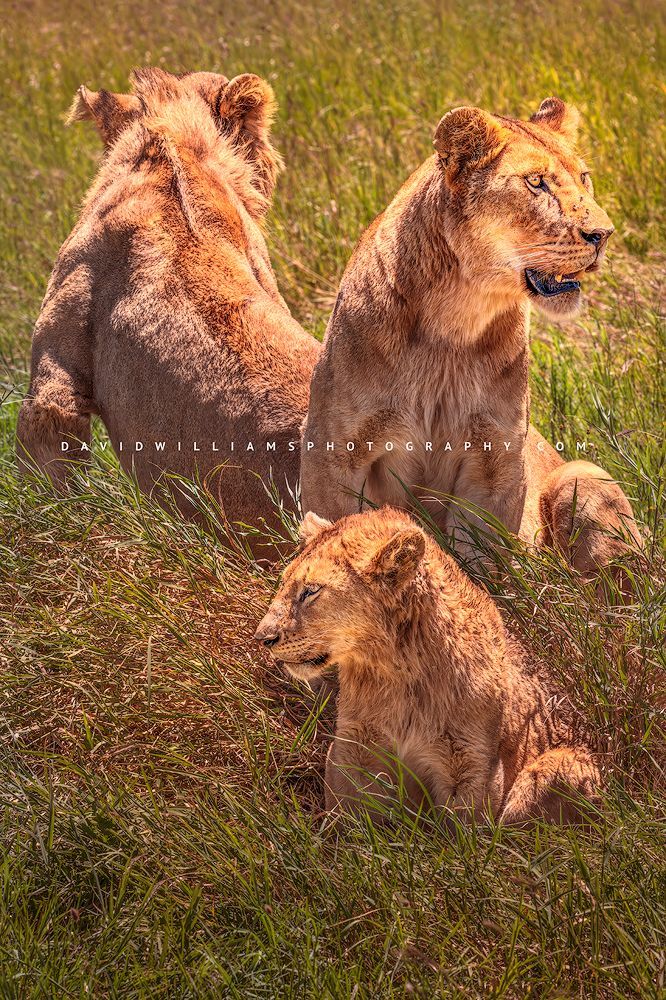 Lion GP NZ93641