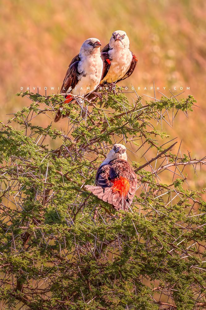 White Headed Buffalo Weaver NZ93536