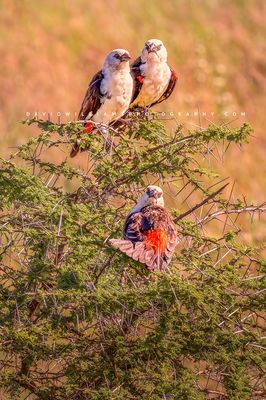 White Headed Buffalo Weaver NZ93536