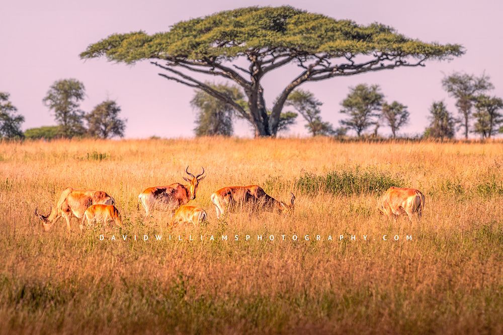 Coke's Hartebeest GP NZ93487