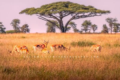 Coke's Hartebeest GP NZ93487