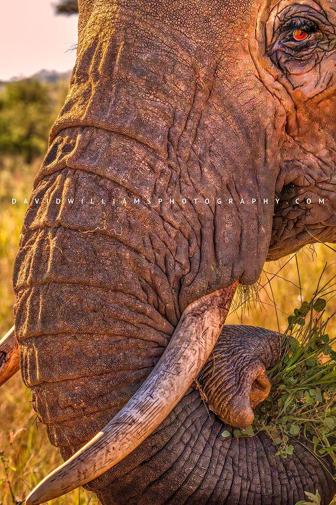 Elephant S NZ93443