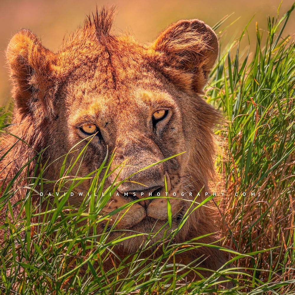 Lion S 0Z87793