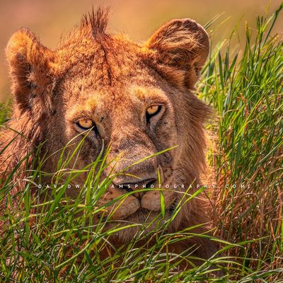 Lion S 0Z87793
