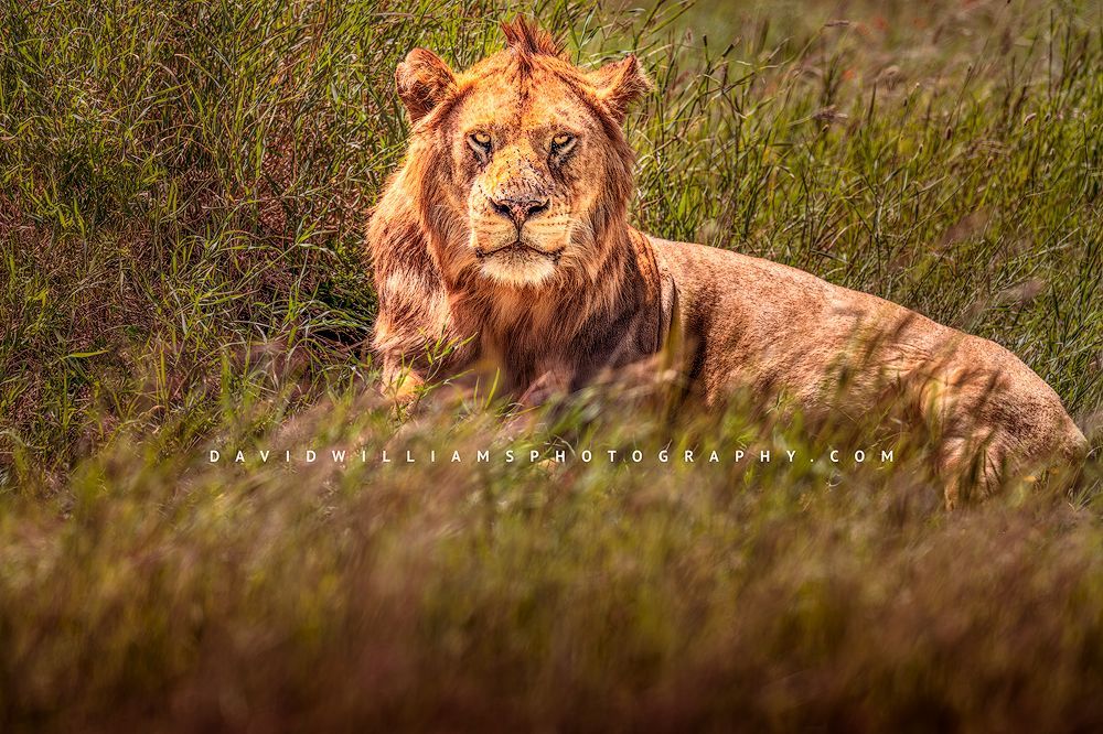 Lion S 0Z87688
