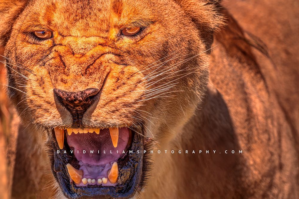 Lion S 0Z87943