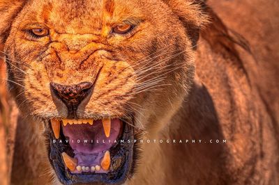 Lion S 0Z87943