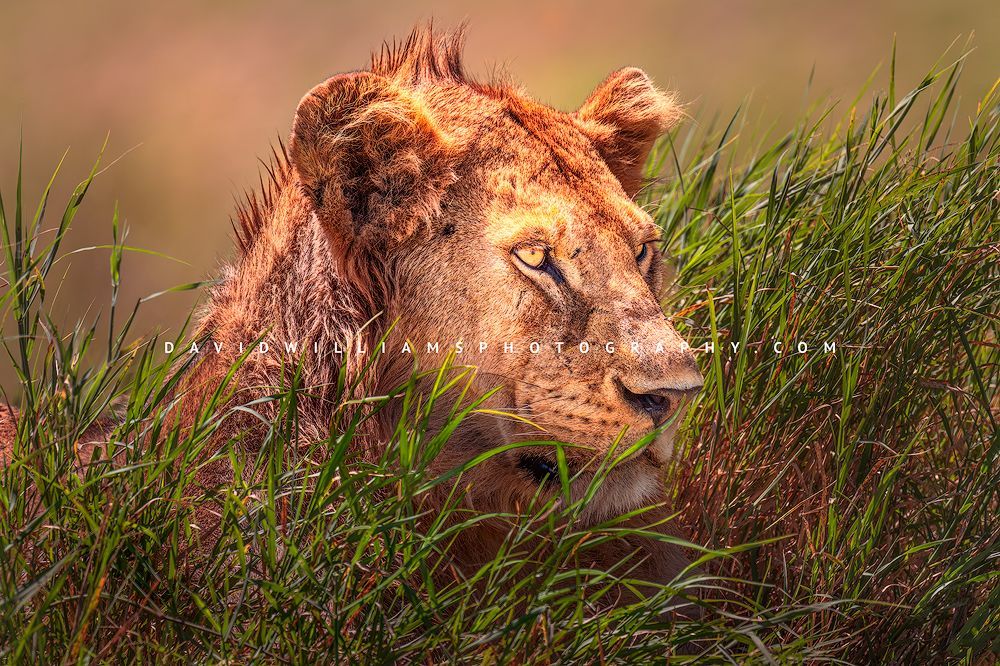 Lion S 0Z87734
