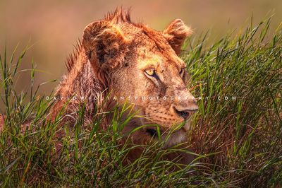 Lion S 0Z87734