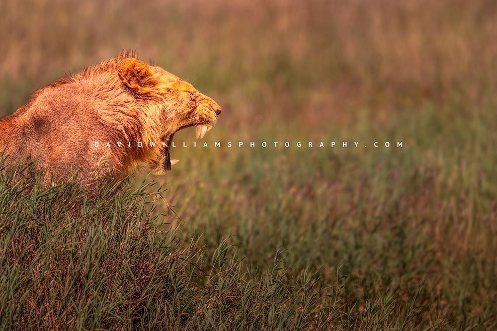 Lions S 0Z87859