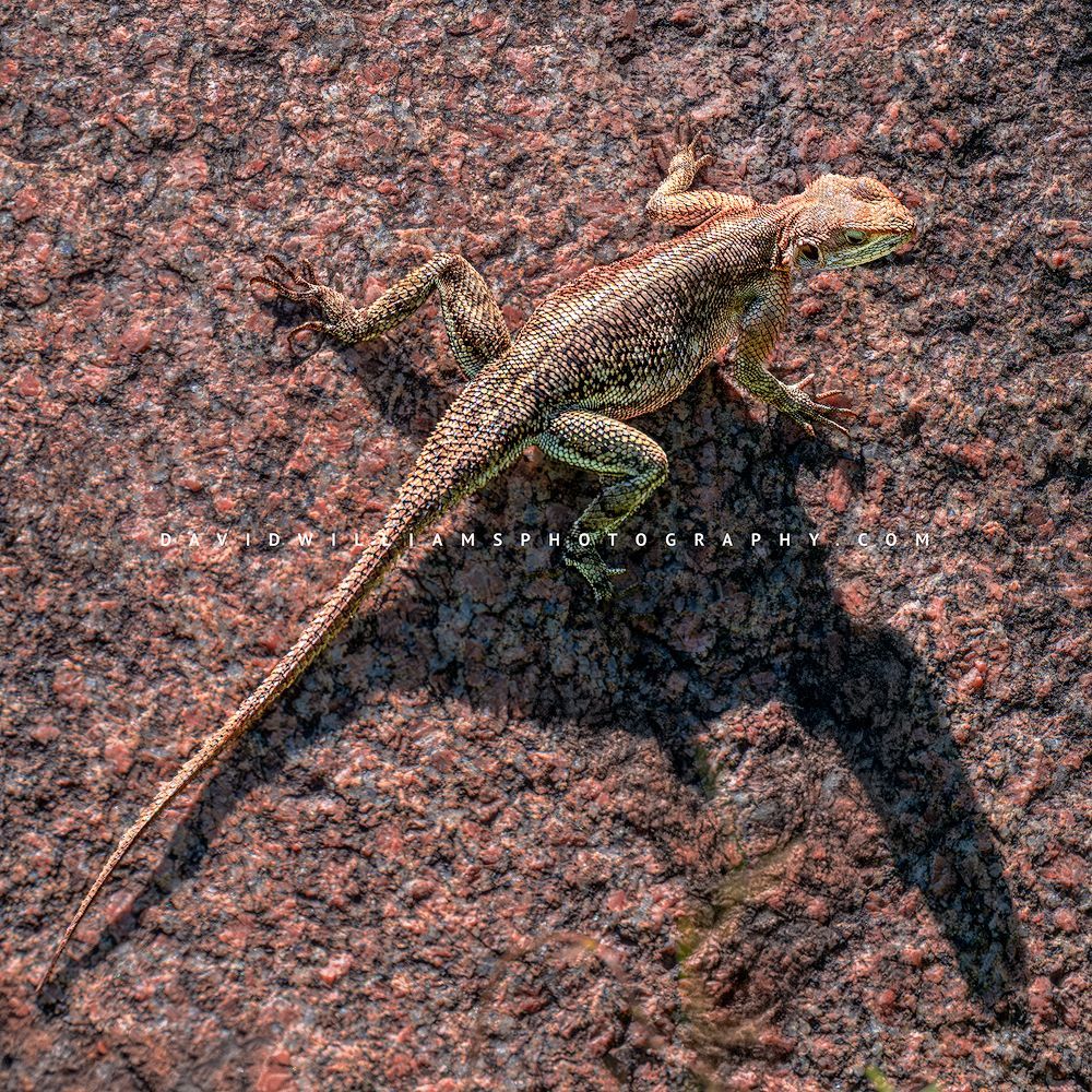 Mwanza Flat Headed Agama 0Z88025
