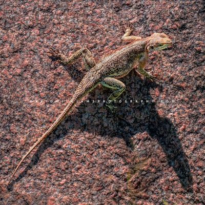 Mwanza Flat Headed Agama 0Z88025