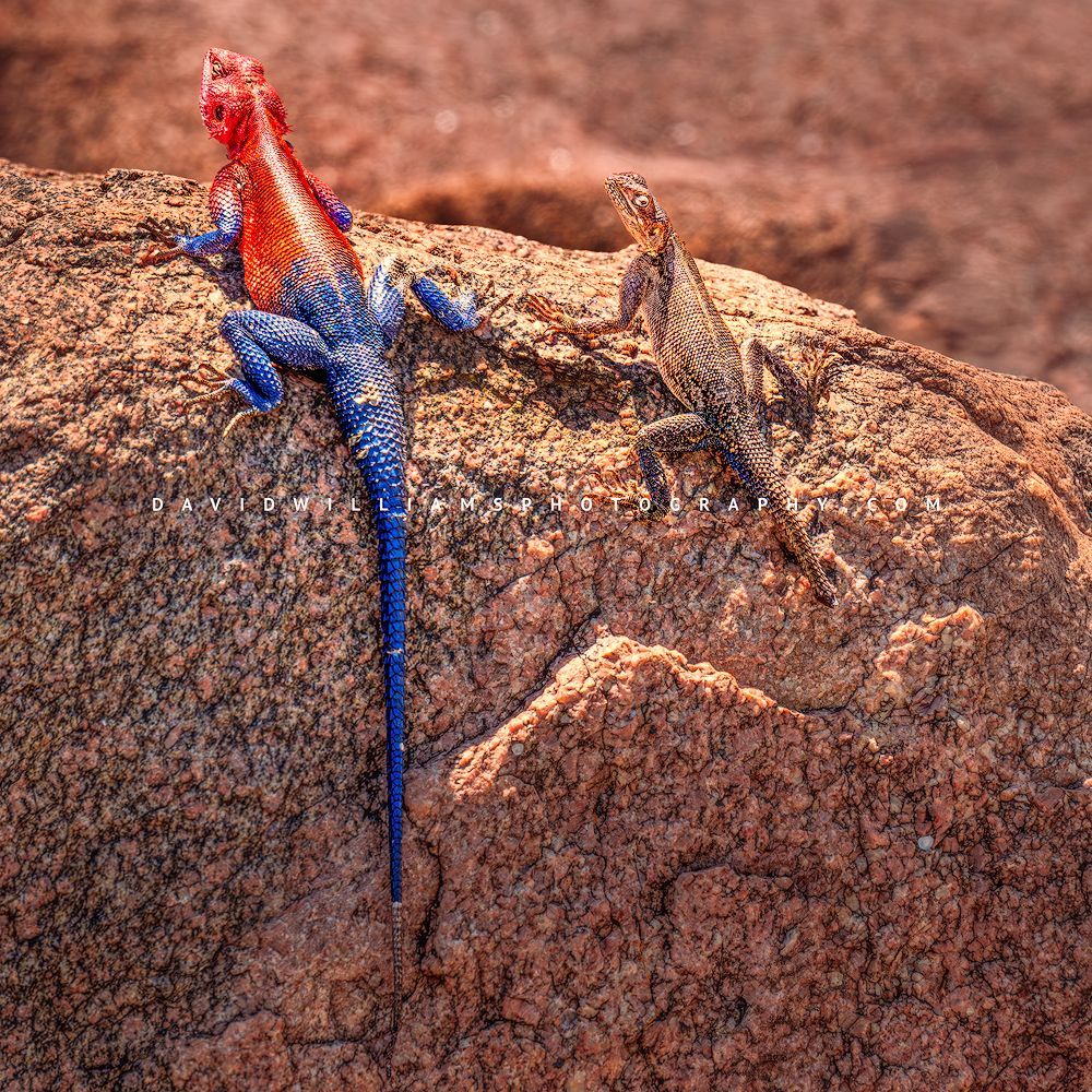 Mwanza Flat Headed Agama GP 0Z88016