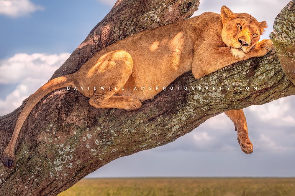 Lion S NZ93677