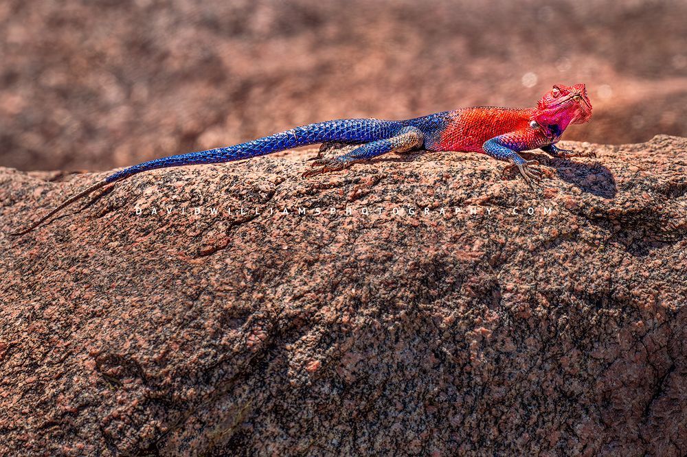 Mwanza Flat Headed Agama 0Z88027