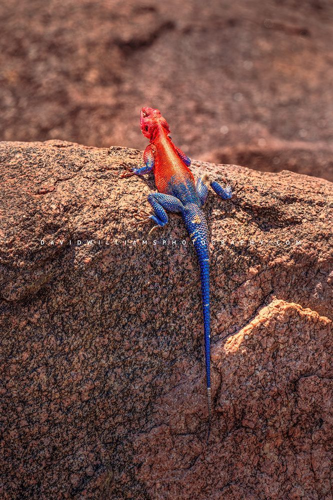 Mwanza Flat Headed Agama 0Z88011