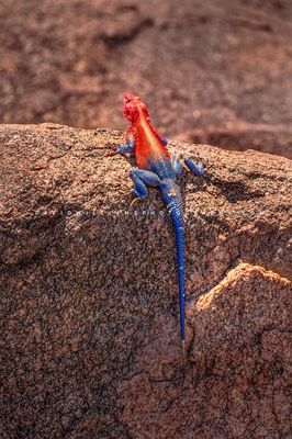 Mwanza Flat Headed Agama 0Z88011