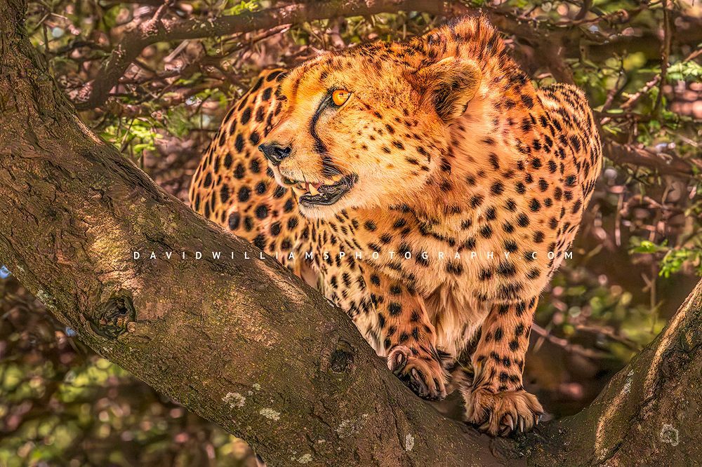 Cheetah S NZ93739