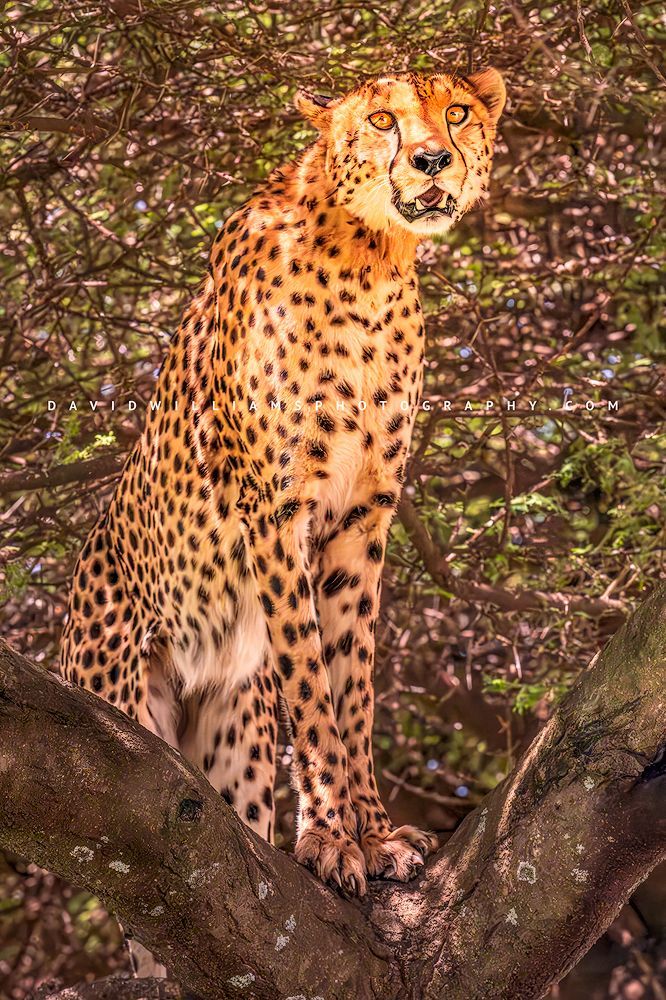 Cheetah S NZ93707