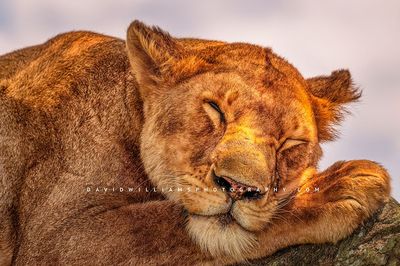 Lion S NZ93686