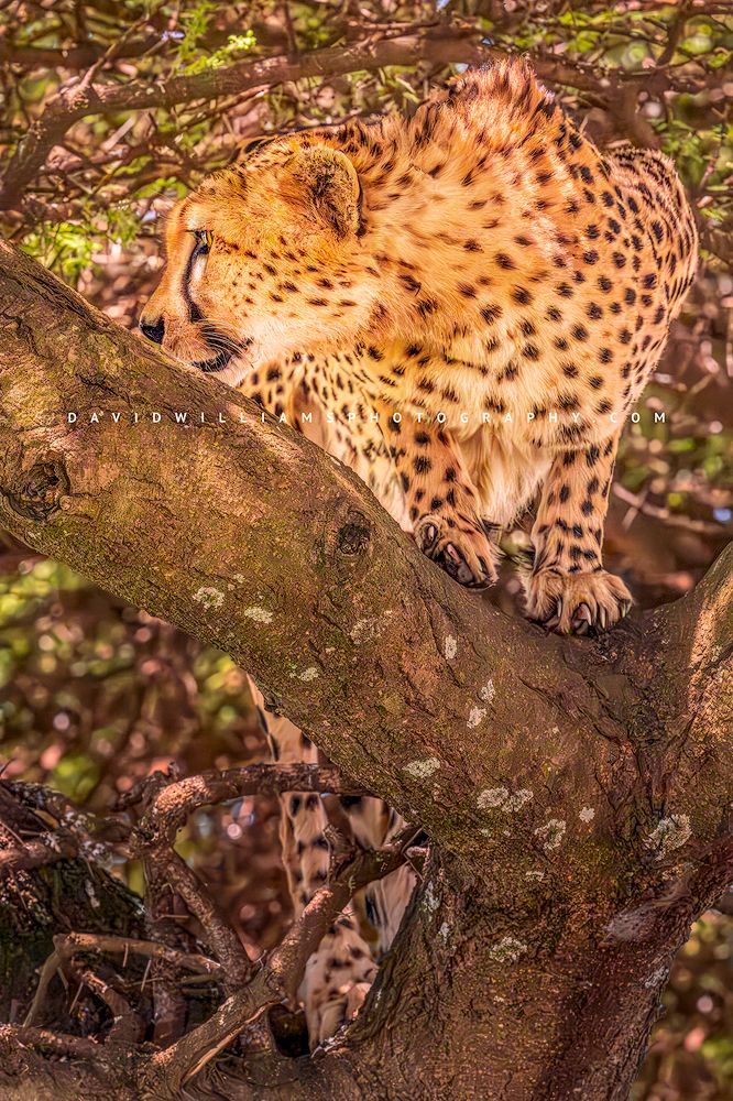 Cheetah S NZ93732