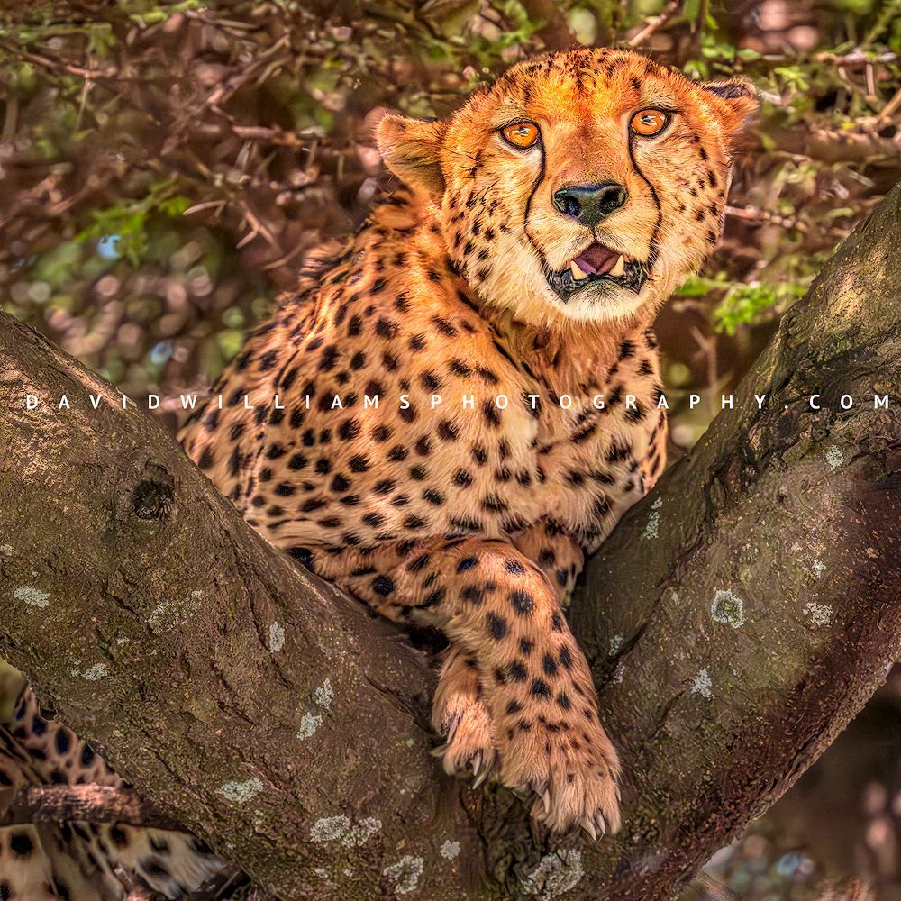 Cheetah S NZ93770