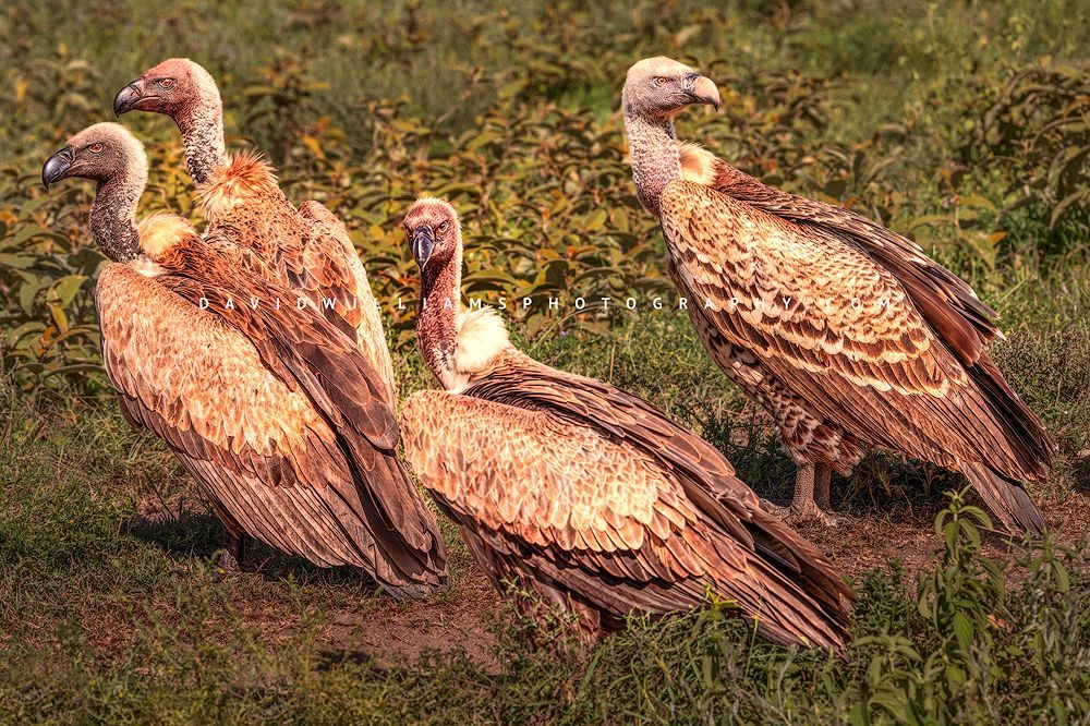 Vulture GP NZ94027