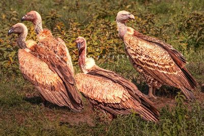 Vulture GP NZ94027