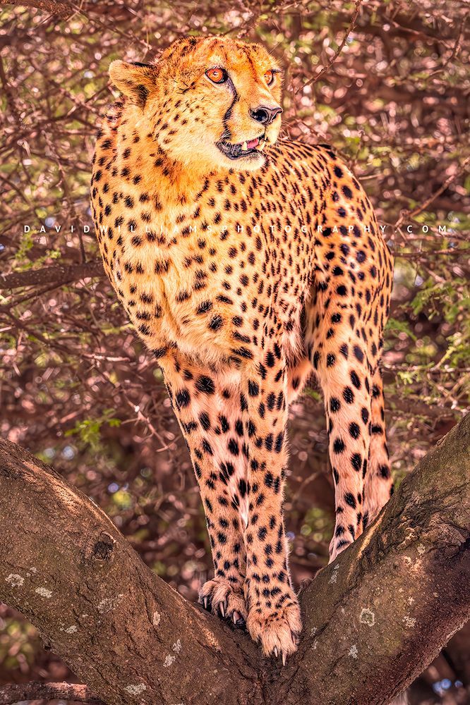 Cheetah S NZ93919
