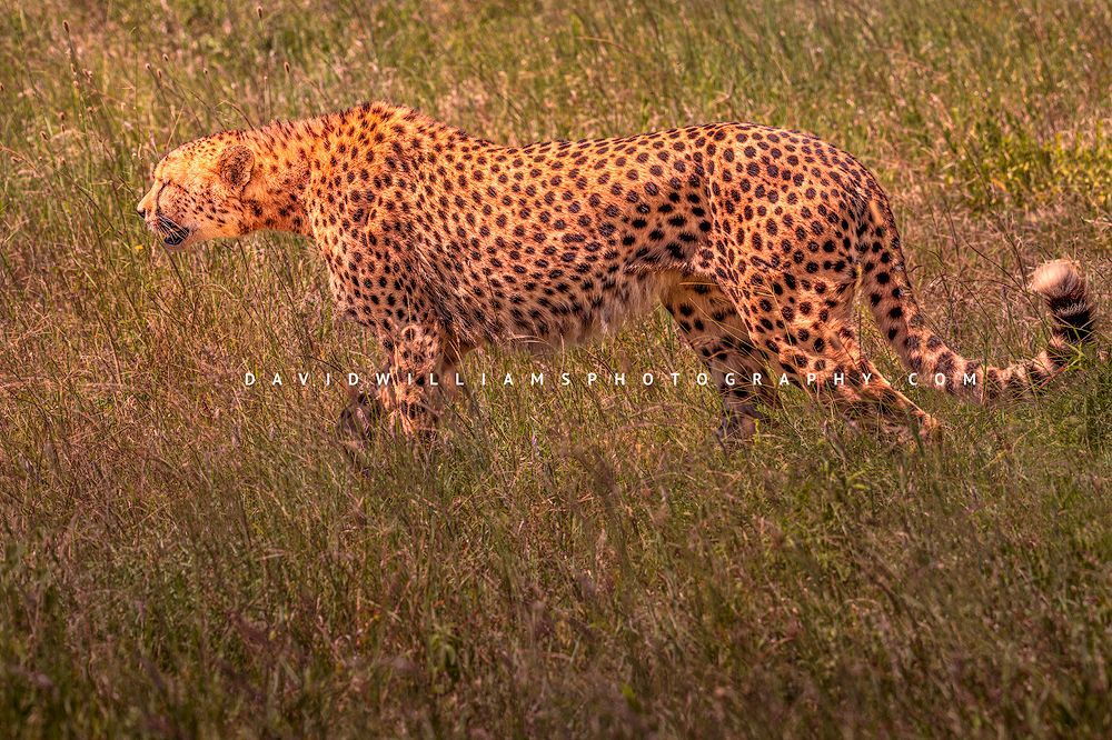 Cheetah S NZ93943