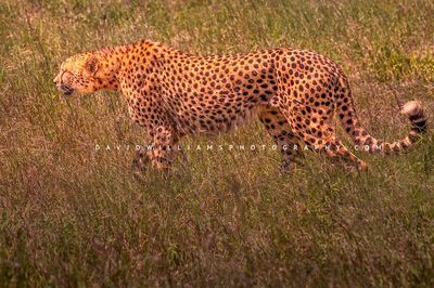 Cheetah S NZ93943