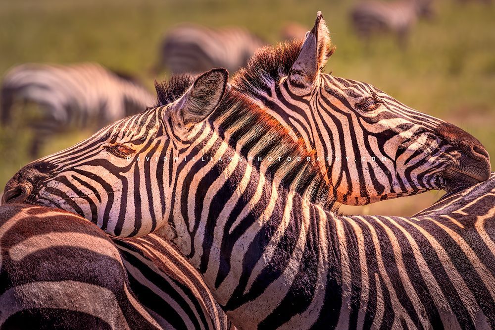 Zebra GP NZ93981