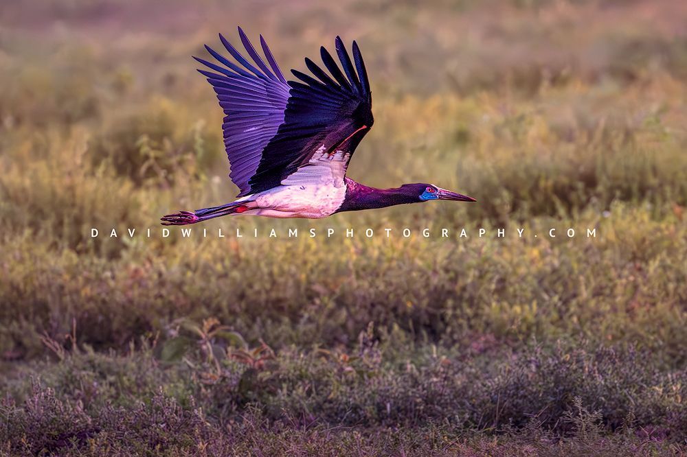 Abdim's Stork S NZ94168