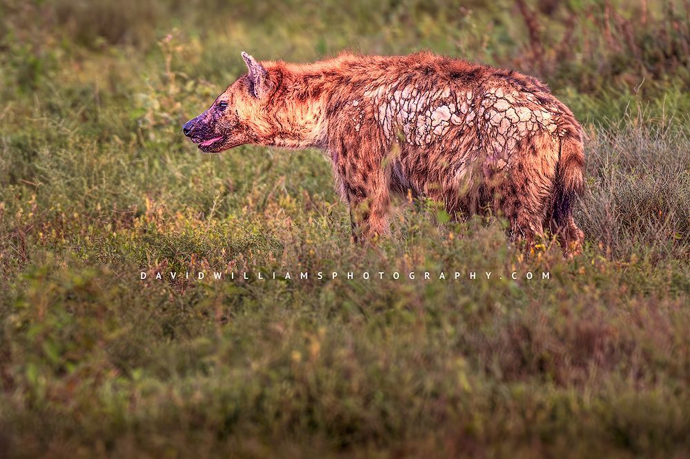 Hyena S 0Z88124